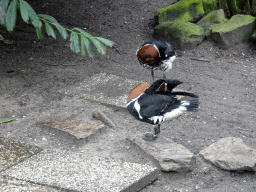 Red-breasted Geese at the Zie-ZOO zoo