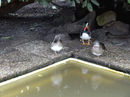 Mandarin Ducks at the Zie-ZOO zoo