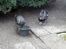 Black Swans at the Zie-ZOO zoo