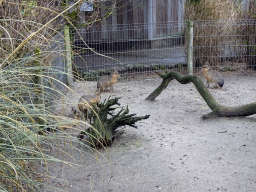 Patagonian Maras at the Zie-ZOO zoo