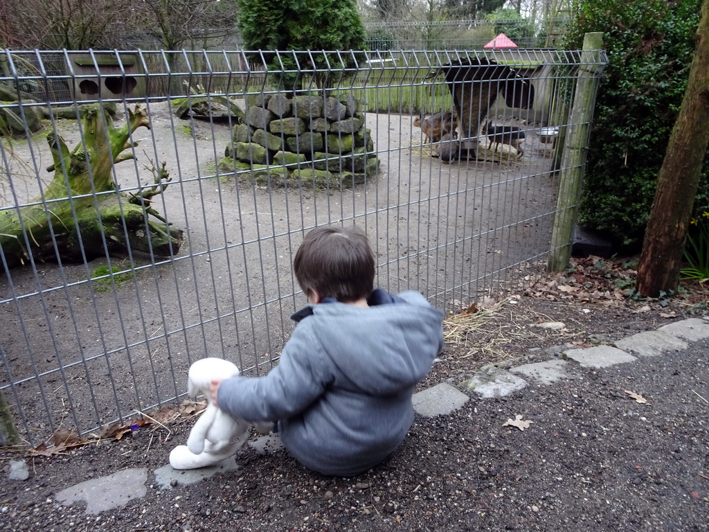 Max with the Patagonian Maras at the Zie-ZOO zoo