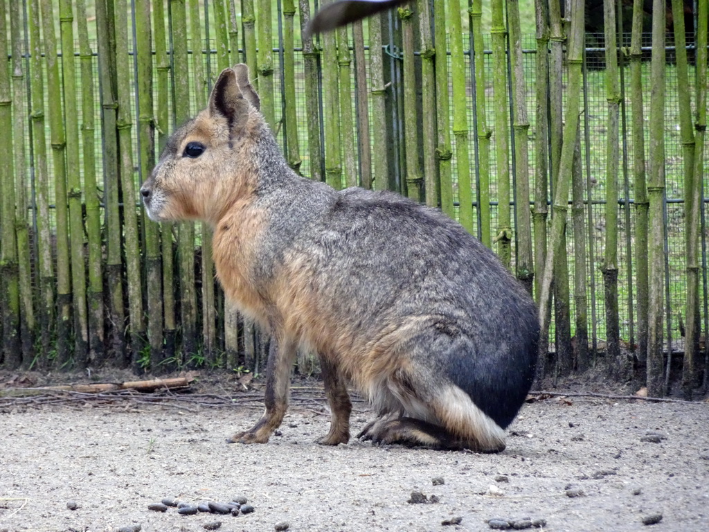 Patagonian Mara at the Zie-ZOO zoo