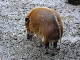 Red River Hog at the Zie-ZOO zoo