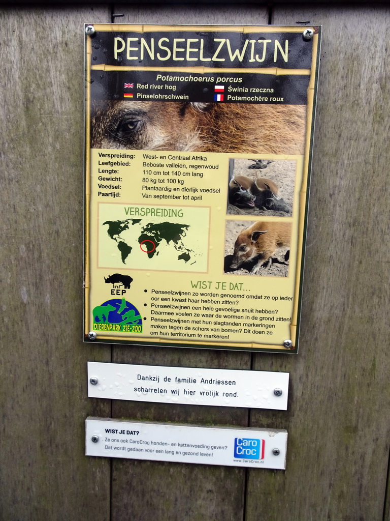 Explanation on the Red River Hog at the Zie-ZOO zoo