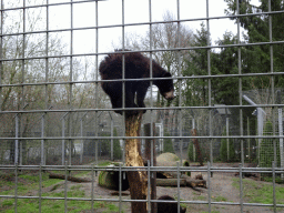 American Black Bears at the Zie-ZOO zoo