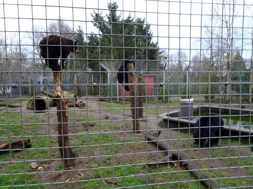 American Black Bears at the Zie-ZOO zoo