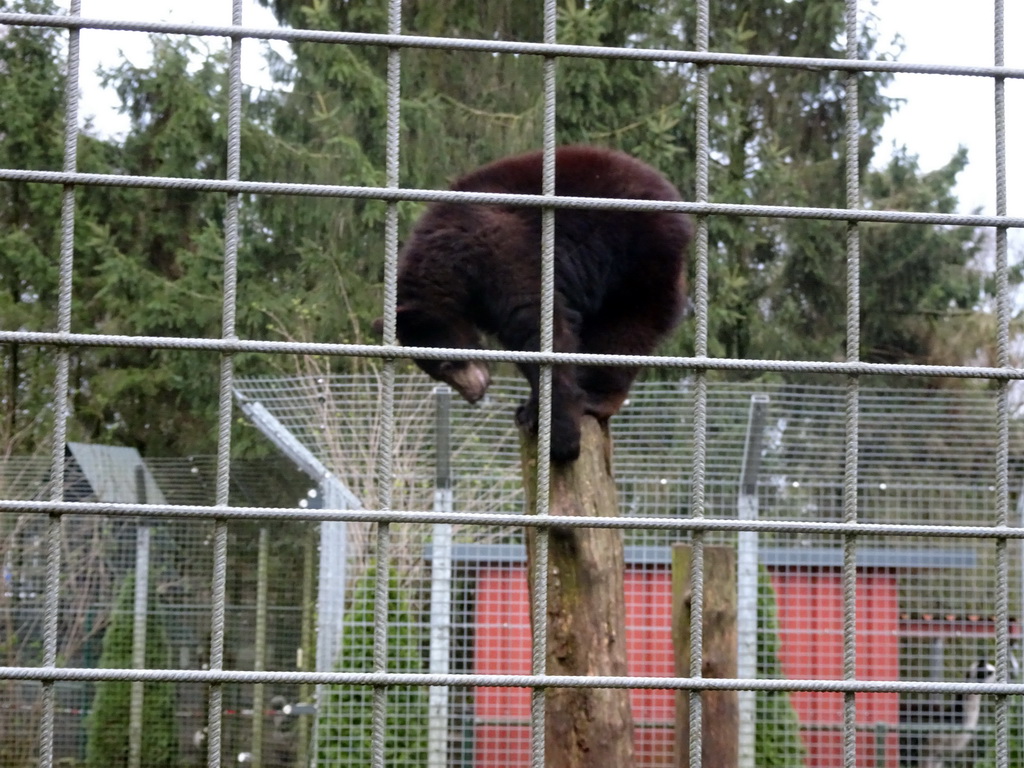 American Black Bear at the Zie-ZOO zoo