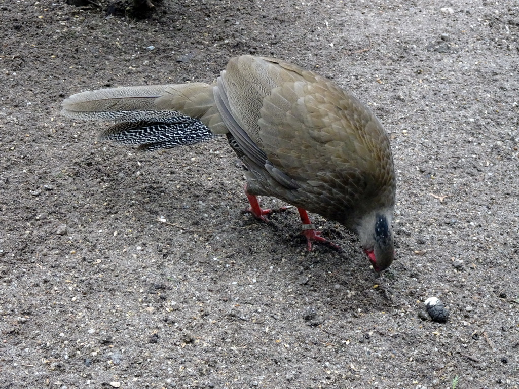 Bird at the Zie-ZOO zoo