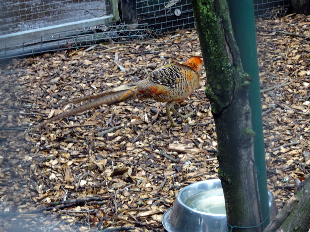 Bird at the Zie-ZOO zoo