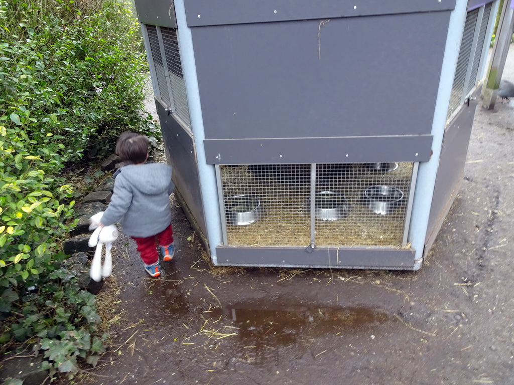 Max at the cage of the Guinea Pigs at the Zie-ZOO zoo