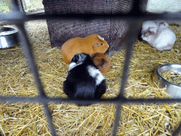 Guinea Pigs at the Zie-ZOO zoo