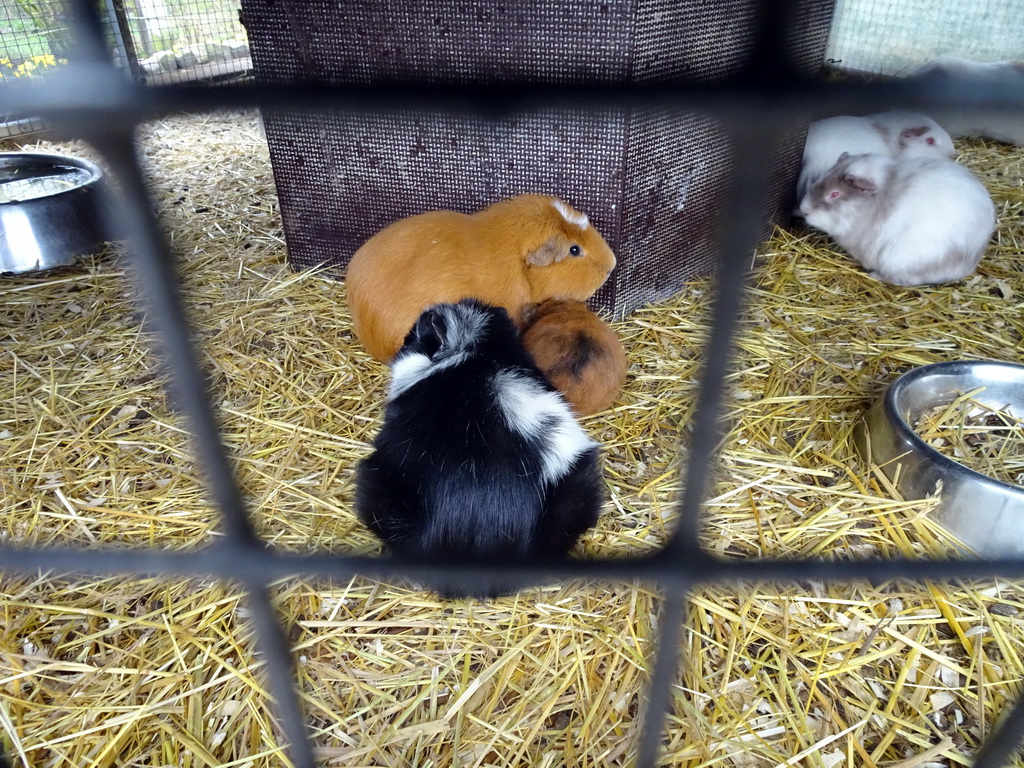 Guinea Pigs at the Zie-ZOO zoo