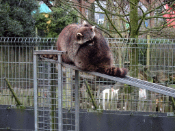 Raccoons at the Zie-ZOO zoo