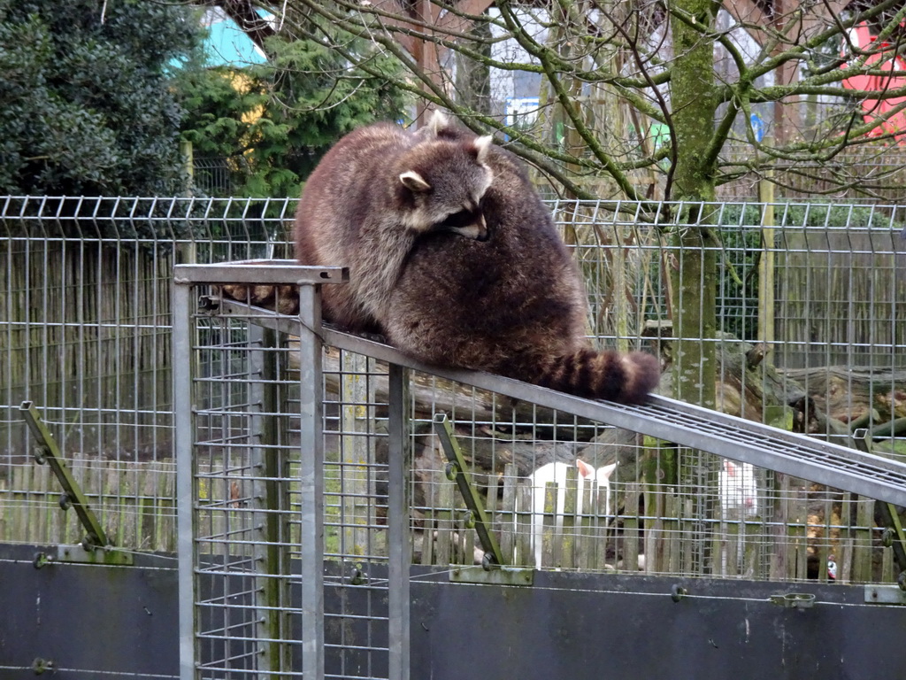 Raccoons at the Zie-ZOO zoo