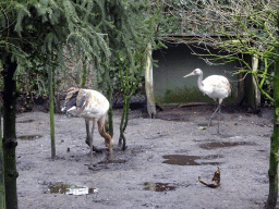 Red-crowned Cranes at the Zie-ZOO zoo
