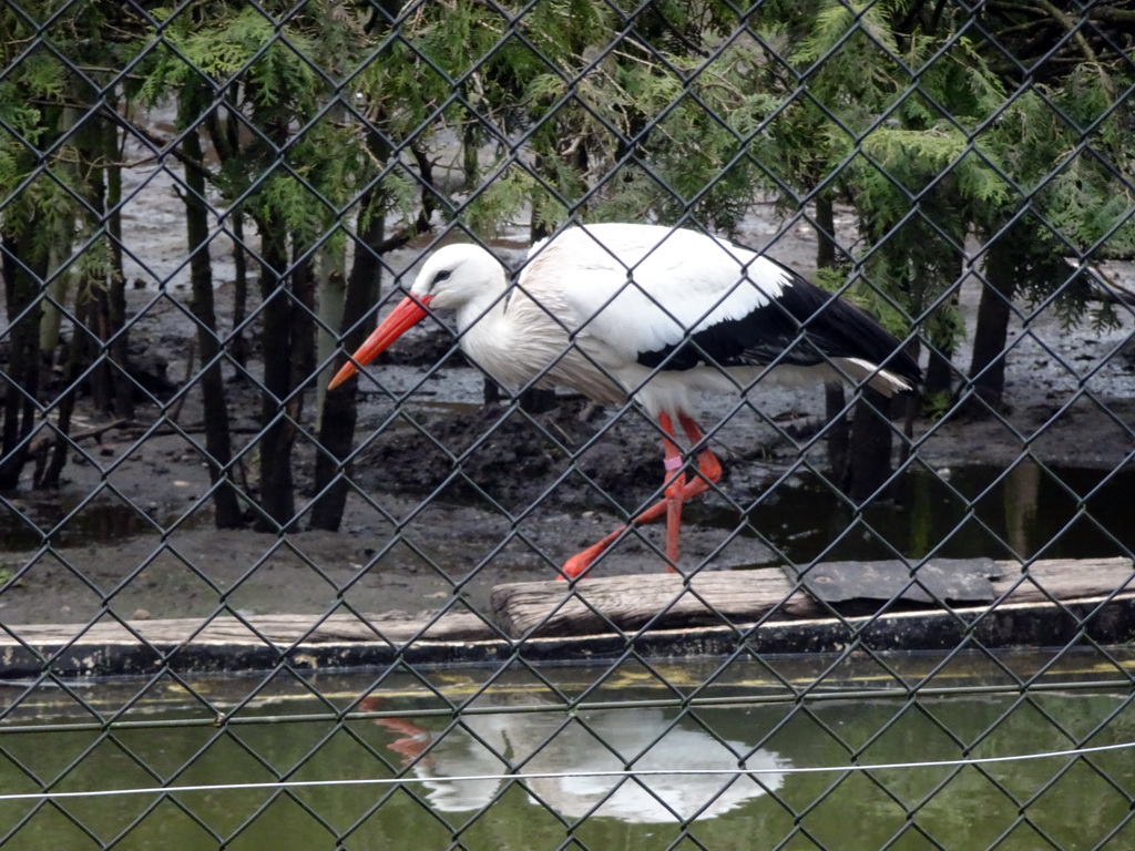 White Stork at the Zie-ZOO zoo