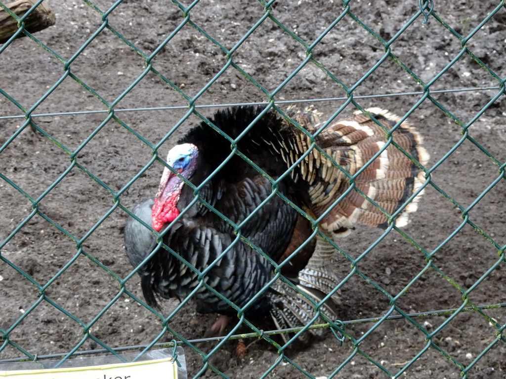 Turkey at the Zie-ZOO zoo