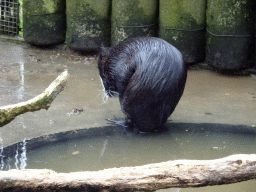 Coypu at the Zie-ZOO zoo