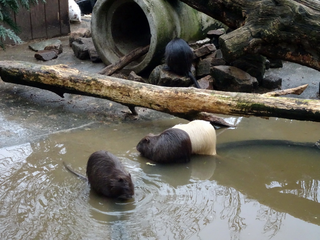 Coypus at the Zie-ZOO zoo