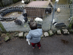 Max with Coypus being fed at the Zie-ZOO zoo