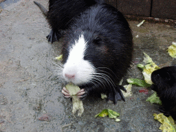 Coypu being fed at the Zie-ZOO zoo