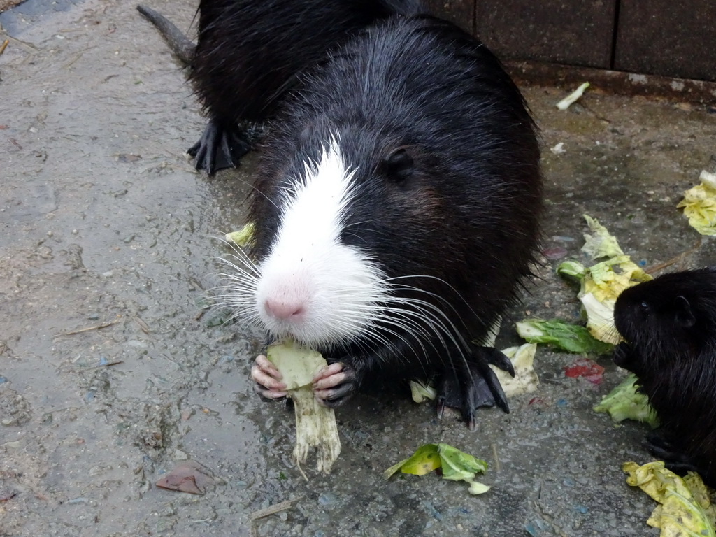 Coypu being fed at the Zie-ZOO zoo