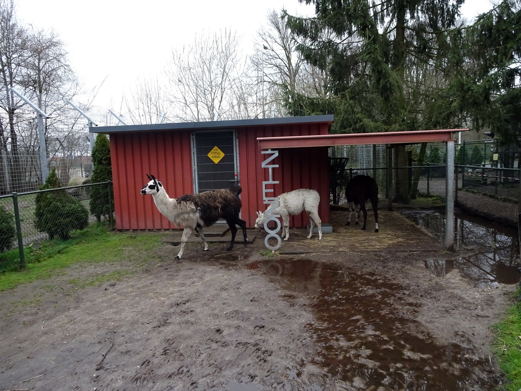 Llamas at the Zie-ZOO zoo