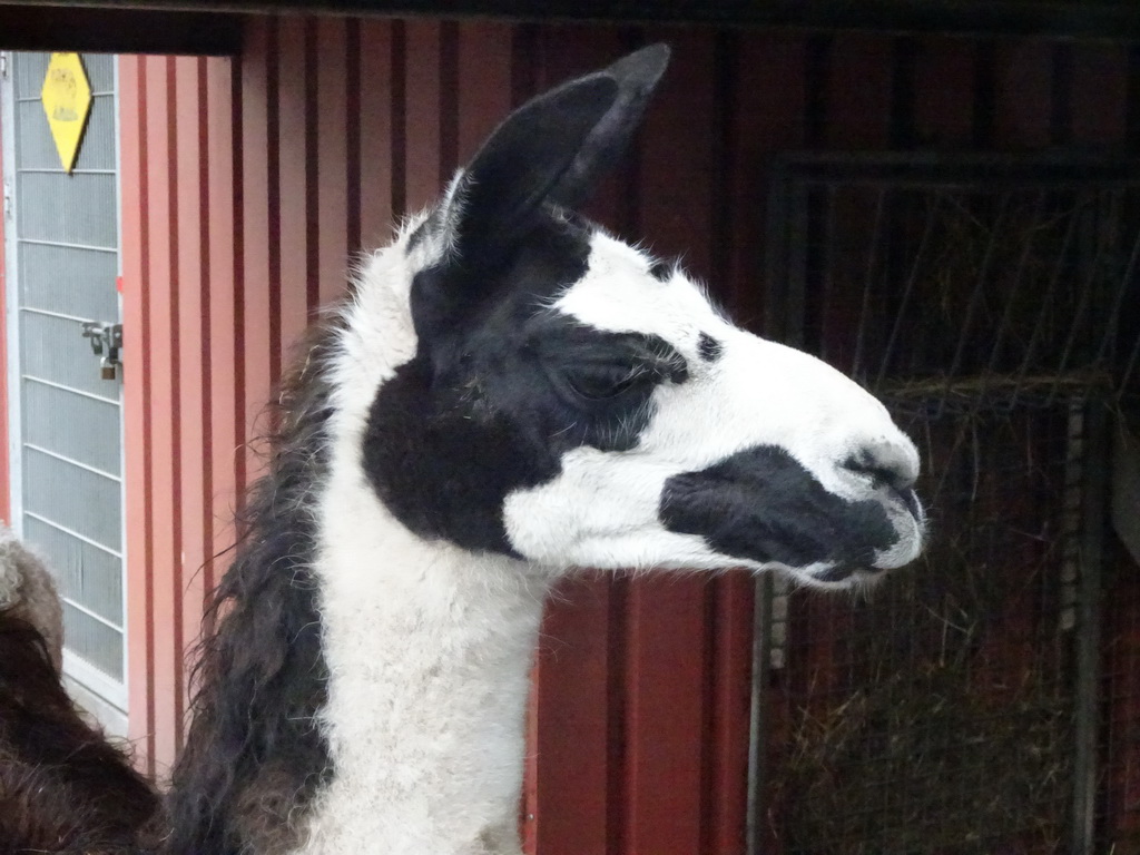 Llama at the Zie-ZOO zoo