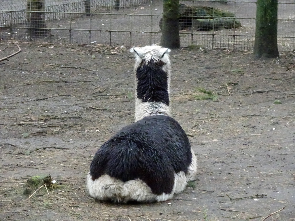 Llama at the Zie-ZOO zoo