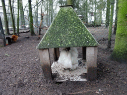 Chickens at the Zie-ZOO zoo