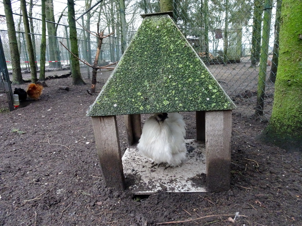 Chickens at the Zie-ZOO zoo