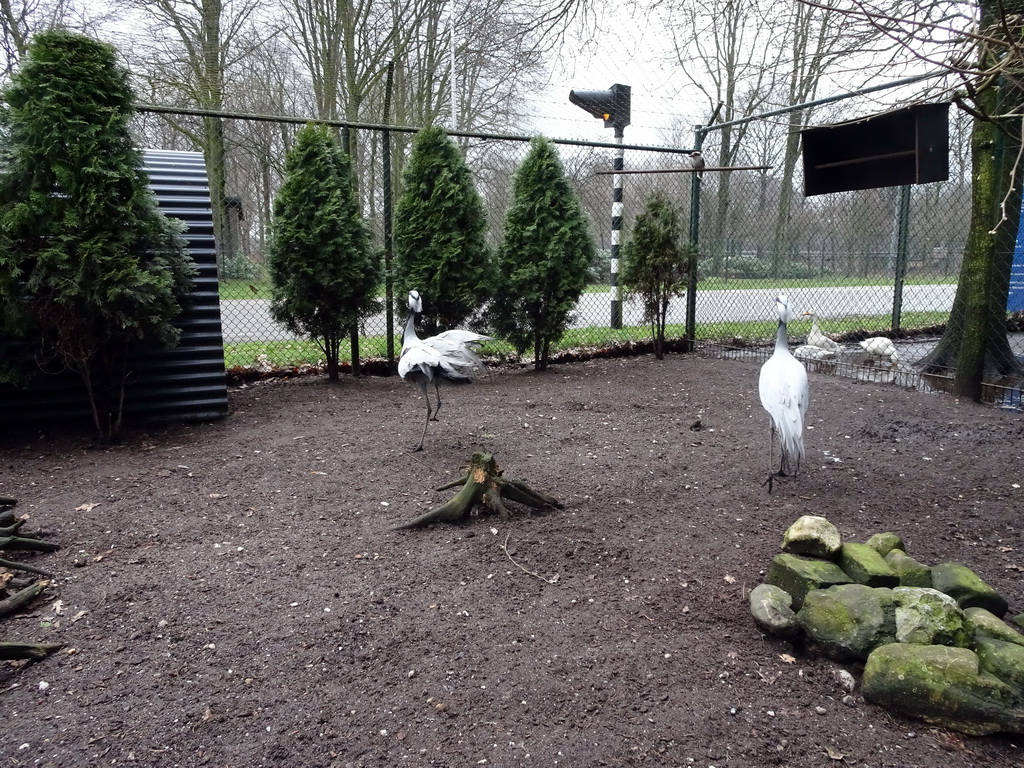 Demoiselle Cranes and Geese at the Zie-ZOO zoo