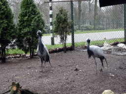 Demoiselle Cranes and Geese at the Zie-ZOO zoo