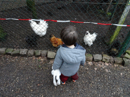Max with Chickens at the Zie-ZOO zoo