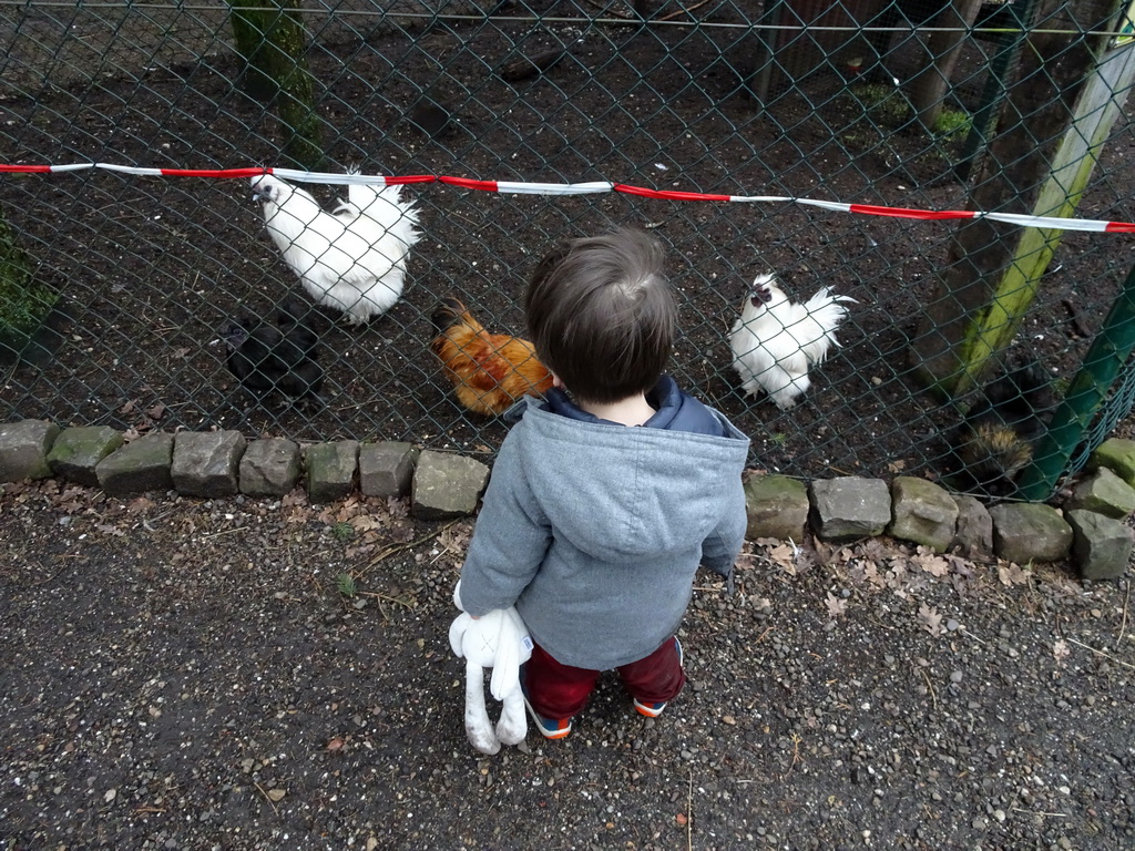 Max with Chickens at the Zie-ZOO zoo