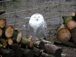 Snowy Owl at the Zie-ZOO zoo