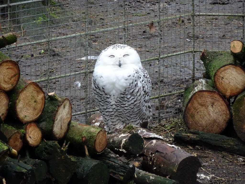 Snowy Owl at the Zie-ZOO zoo