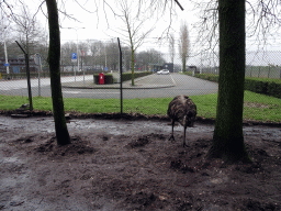 Emu at the Zie-ZOO zoo, and the entrance to the Volkel Air Base