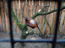 Pheasant at the Zie-ZOO zoo