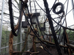 South American Coatis at the Zie-ZOO zoo