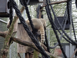 South American Coatis at the Zie-ZOO zoo