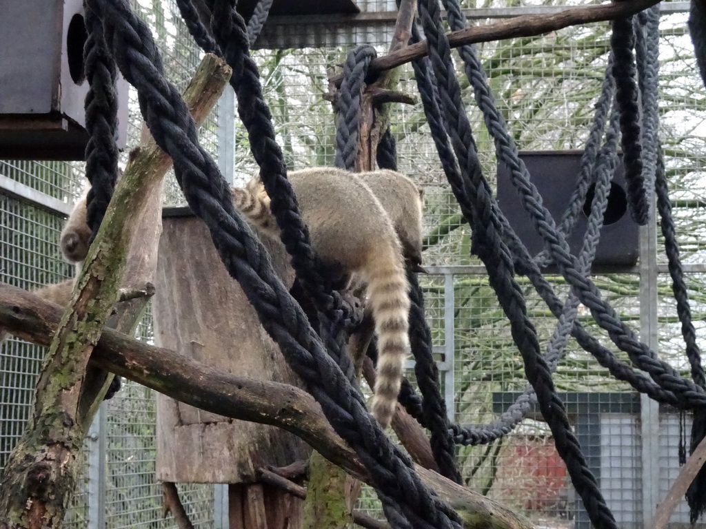 South American Coatis at the Zie-ZOO zoo