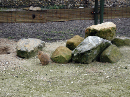 Common Dwarf Mongoose at the Zie-ZOO zoo