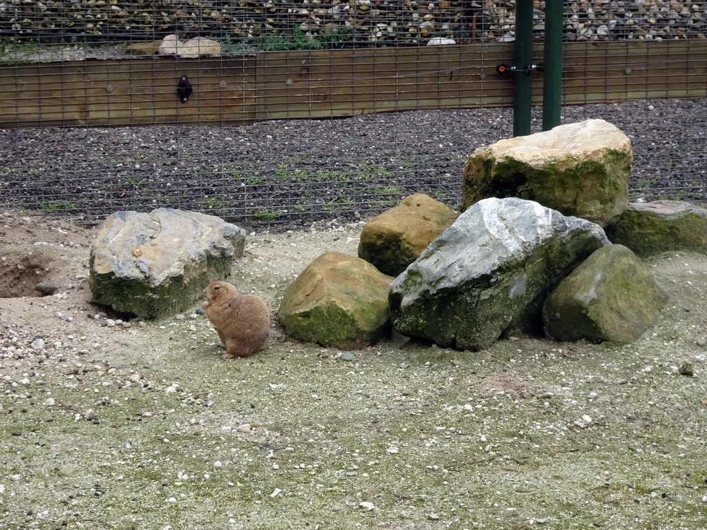 Common Dwarf Mongoose at the Zie-ZOO zoo
