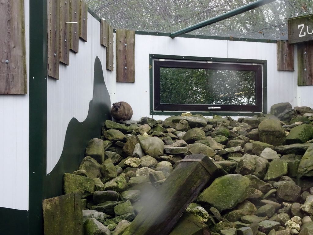 Rock Hyrax at the Zie-ZOO zoo