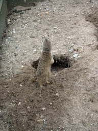 Meerkat at the Zie-ZOO zoo