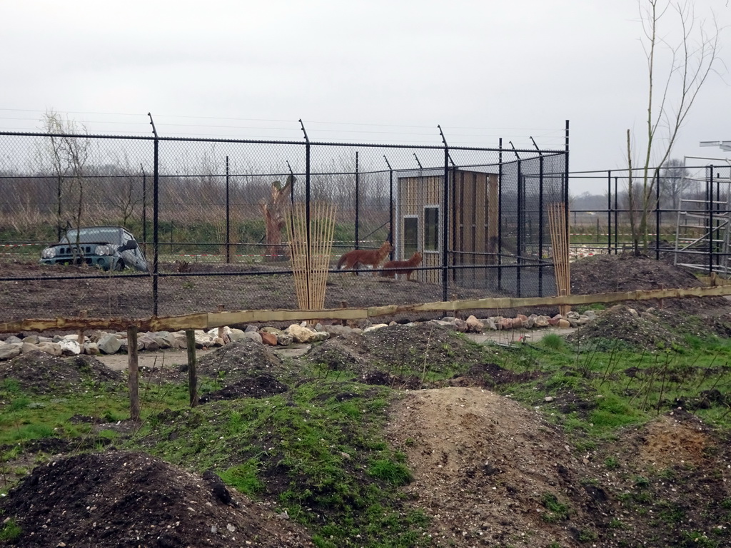 Asiatic Wild Dogs at the Zie-ZOO zoo