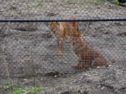 Asiatic Wild Dogs at the Zie-ZOO zoo