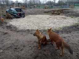 Asiatic Wild Dogs at the Zie-ZOO zoo