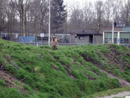 Spotted Hyena at the Zie-ZOO zoo